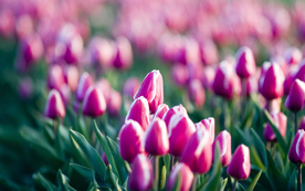 郁金香唯美图片