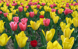 郁金香唯美图片