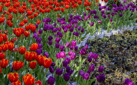 郁金香唯美图片