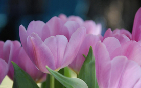 郁金香唯美图片