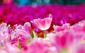 郁金香唯美图片