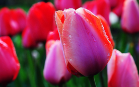 郁金香唯美图片