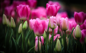 郁金香唯美图片