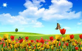 郁金香唯美图片