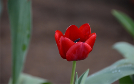 郁金香唯美图片