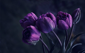 郁金香唯美图片