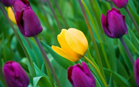 郁金香唯美图片