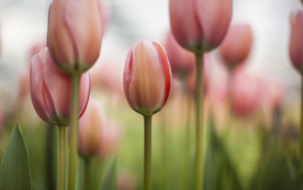 郁金香唯美图片