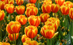 郁金香唯美图片