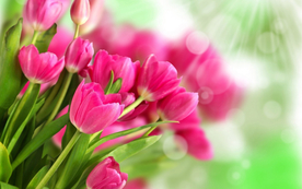 郁金香唯美图片