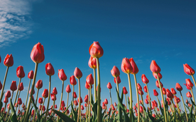 郁金香唯美图片