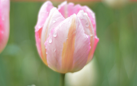 郁金香唯美图片