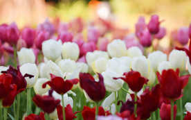 郁金香唯美图片