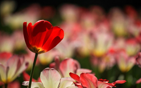 郁金香唯美图片