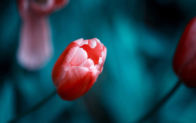 郁金香唯美图片