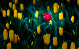 郁金香唯美图片