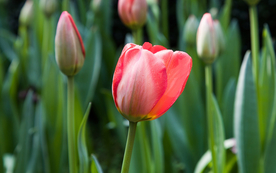 郁金香唯美图片