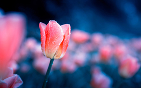 郁金香唯美图片