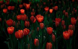 郁金香唯美图片