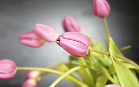 郁金香唯美图片