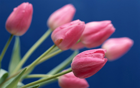 郁金香唯美图片