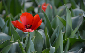 郁金香唯美图片