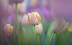 郁金香唯美图片