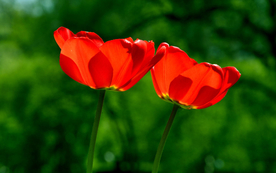 郁金香唯美图片