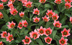 郁金香唯美图片