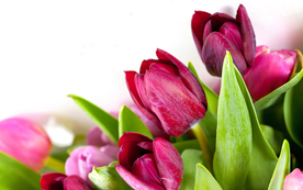 郁金香唯美图片