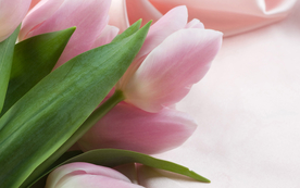 郁金香唯美图片