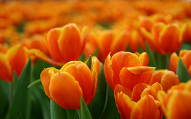 郁金香唯美图片