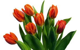 郁金香唯美图片