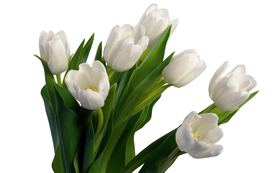 郁金香唯美图片