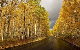 林间小路丛林小道图片