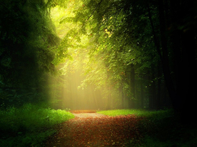 林间小路丛林小道图片