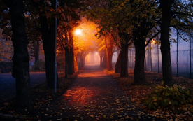 林间小路丛林小道图片