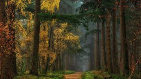 林间小路丛林小道图片