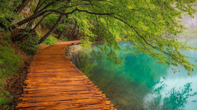 林间小路丛林小道图片