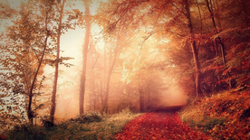 林间小路丛林小道图片