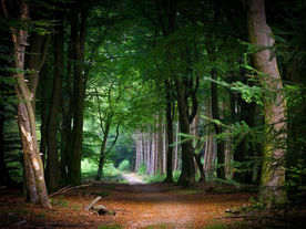 林间小路丛林小道图片