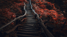 林间小路丛林小道图片