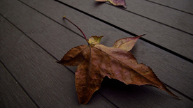 枫叶枫树枫林深秋唯美背景