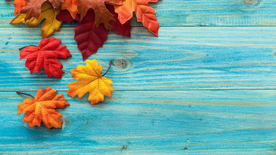 枫叶枫树枫林深秋唯美背景