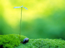 发芽嫩芽绿芽胚芽生长