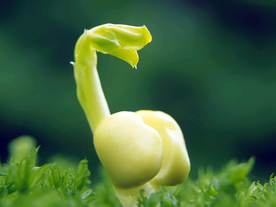 发芽嫩芽绿芽胚芽生长