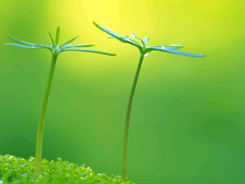 发芽嫩芽绿芽胚芽生长