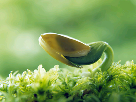 发芽嫩芽绿芽胚芽生长