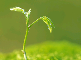 发芽嫩芽绿芽胚芽生长