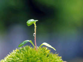 发芽嫩芽绿芽胚芽生长